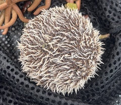 Tripneustes ventricosus