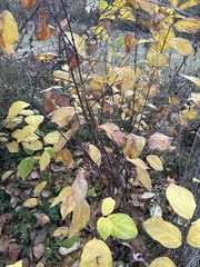 Calycanthus floridus