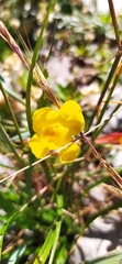 Erythranthe lutea