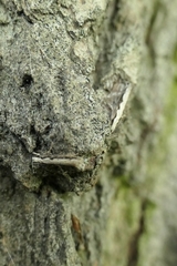 Erechthias fulguritella