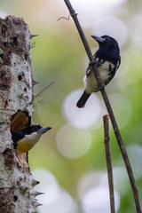 Capito maculicoronatus