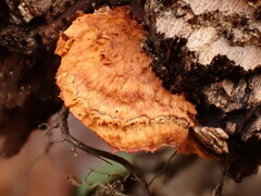 Pycnoporellus fulgens