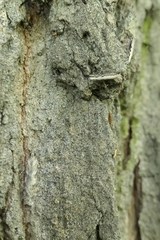 Erechthias fulguritella