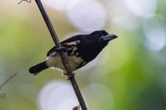 Capito maculicoronatus