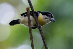 Capito maculicoronatus