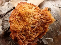 Pycnoporellus fulgens