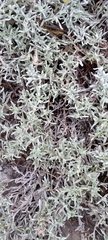 Helichrysum cylindriflorum