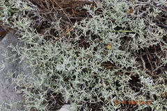 Helichrysum cylindriflorum