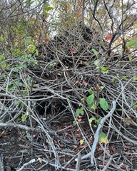 Vitis californica