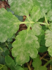 Erysiphe macleayae