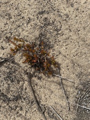 Delosperma litorale