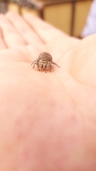 Phidippus octopunctatus