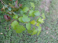 Toxicodendron radicans negundo