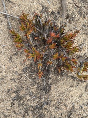 Polygonum paronychia