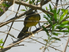 Agelasticus cyanopus