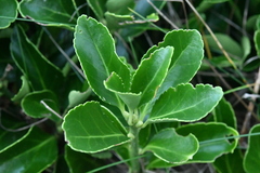 Euonymus japonicus