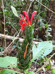 Aphelandra