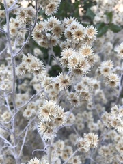 Pseudognaphalium microcephalum