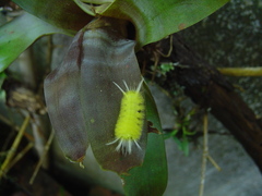 Lophocampa