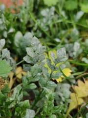 Erysiphe cruciferarum