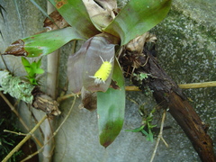 Lophocampa