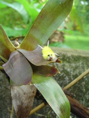 Lophocampa