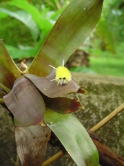 Lophocampa