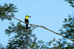 Ramphastos sulfuratus