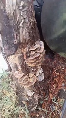 Trametes versicolor