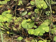 Nymphoides thunbergiana