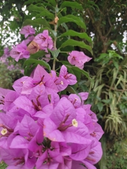 Bougainvillea glabra