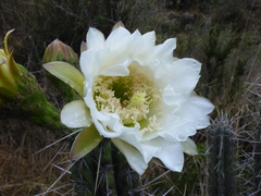 Trichocereus cuzcoensis