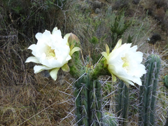Trichocereus cuzcoensis
