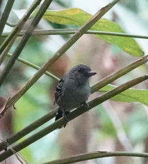 Thamnophilus atrinucha atrinucha