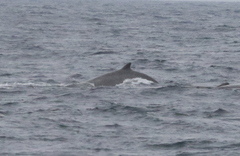 Berardius bairdii
