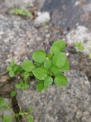 Stellaria media