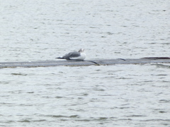 Larus californicus