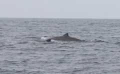 Berardius bairdii