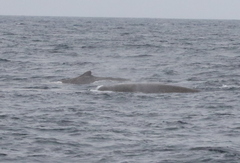 Berardius bairdii
