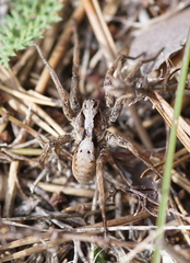 Alopecosa inquilina