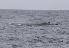 Berardius bairdii