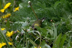 Spinus barbatus