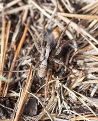 Alopecosa inquilina