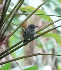 Thamnophilus atrinucha atrinucha