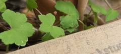 Hydrocotyle hirta