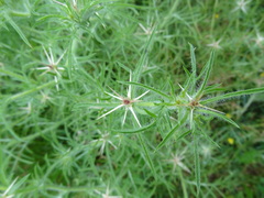 Centaurea calcitrapa