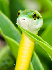 Leptophis diplotropis