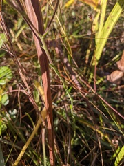 Carphephorus tomentosus