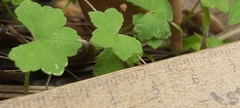 Hydrocotyle hirta