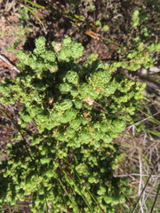 Cliffortia polygonifolia